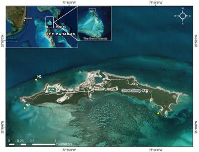 Should Hybrids Be Used in Coral Nurseries? A Case Study Comparing Caribbean Acropora spp. and Their Hybrid in the Bahamas